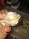 vand animal de companie hamster