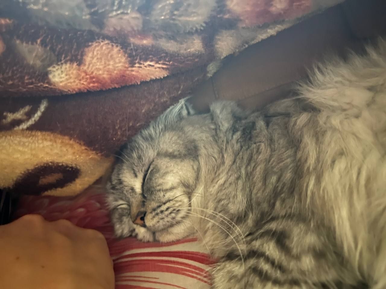 Кошка на вязку чистоплотная домашняя