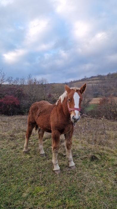 Mânz metis Ardenez/Breton