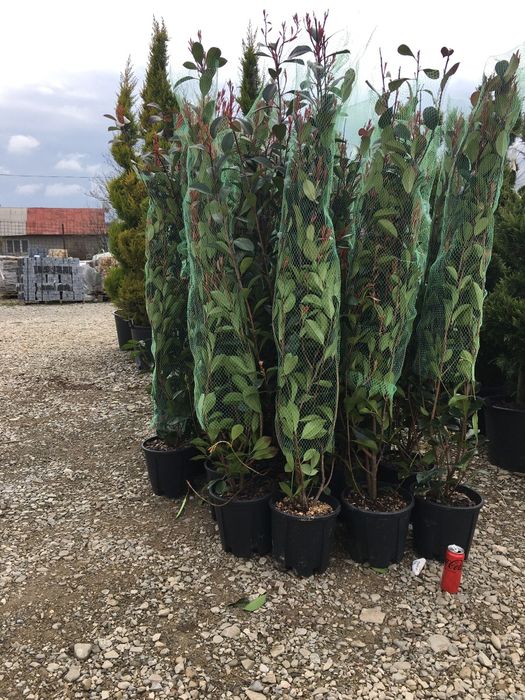 Leilandi chiparos arginti verzi spirale