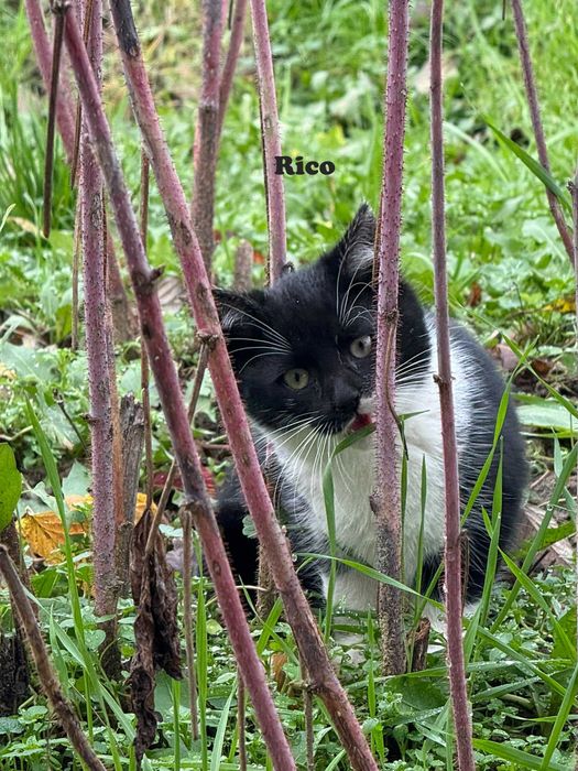 Donez pui pisica in Arges, Adoptie pisici Arges