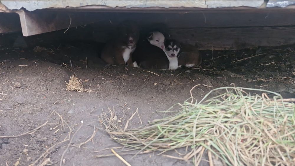 отдам щенков бесплатно