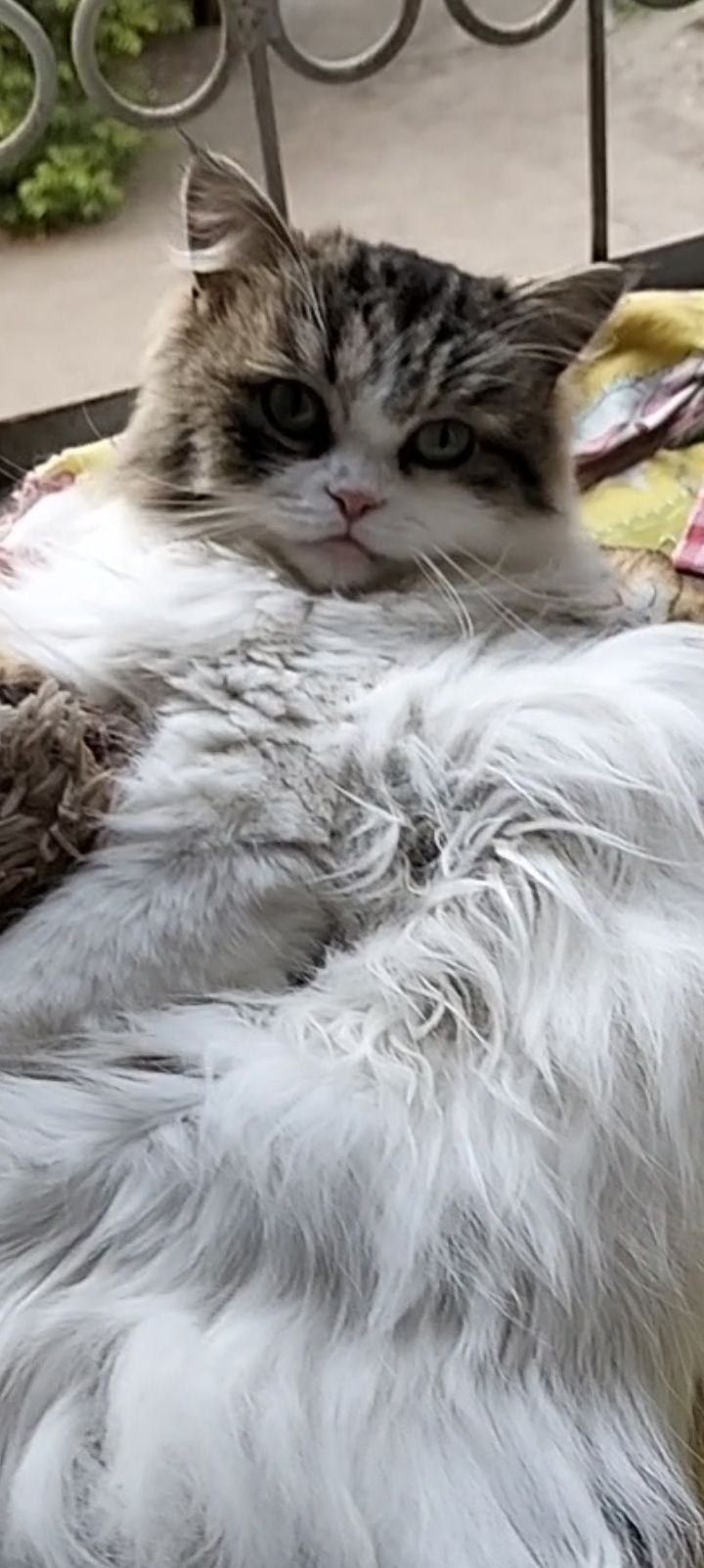 Отдам красивую кошечку