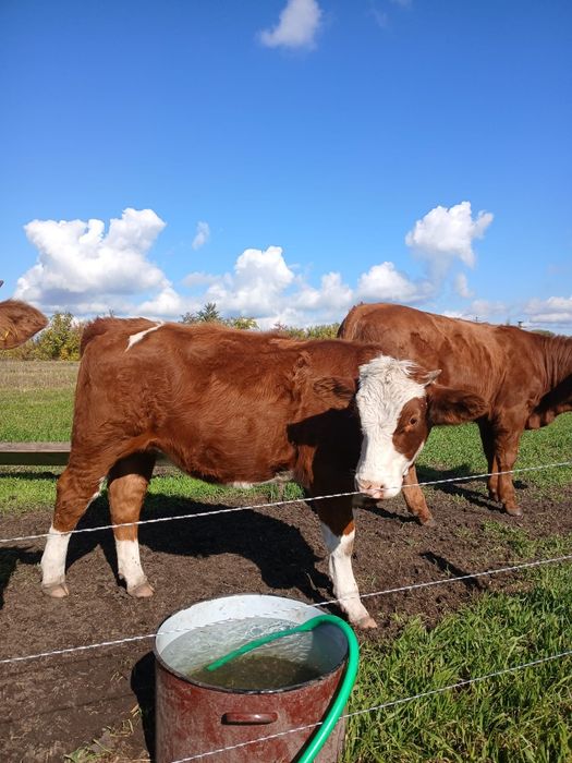 Vând 3 vitele bălțate sau schimb cu oi