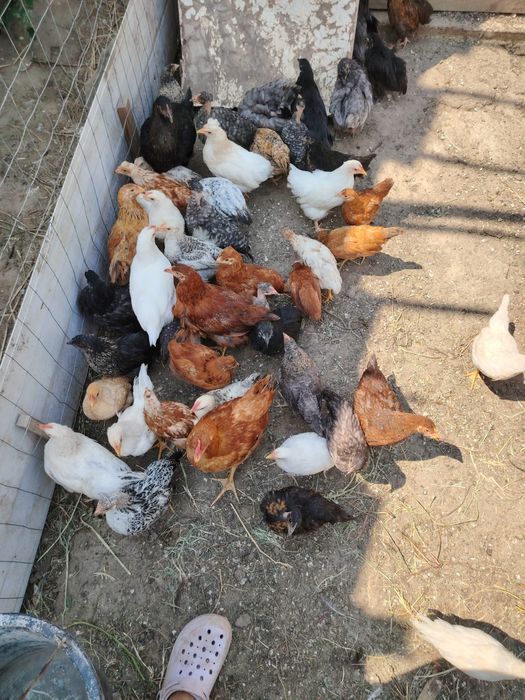 Pui de țară,crescuți natural !!!