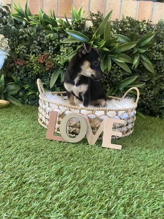 Pinscher pitic – jucăuș, inteligent și plin de energie