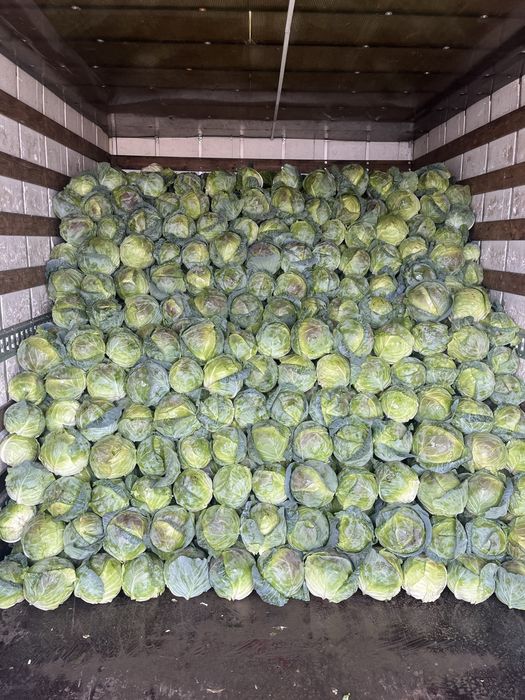 Varza alba bucharest