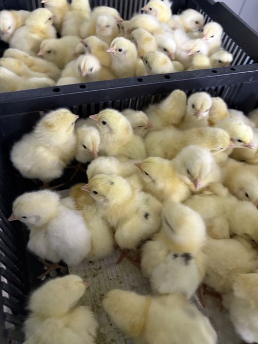 Суточные Бройлеры COBB 500 22 ноября