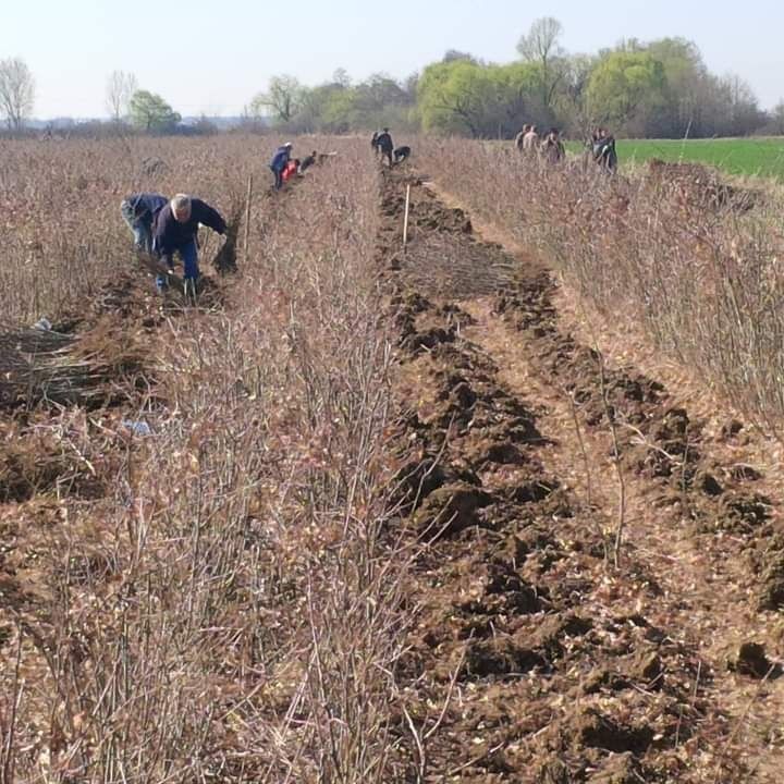 Vănd pueți de salcam mestecan fag și plopi tei