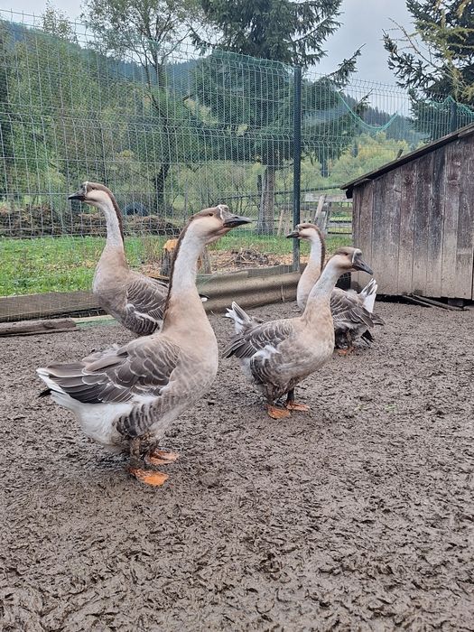 Vand gâște de 1 an