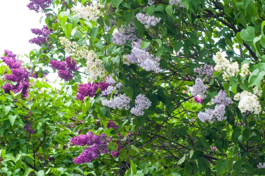 Pomi Oranamentali (Liliac Syringa Tip Copac )
