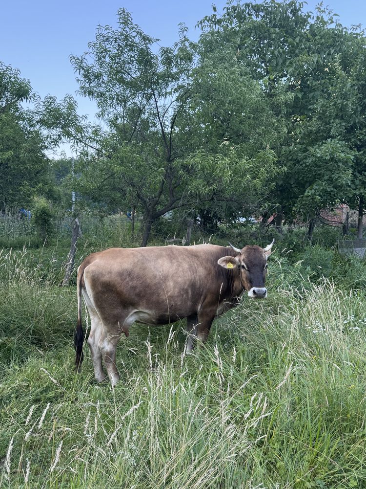 ——Vaca de vanzare——