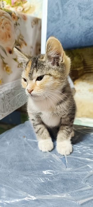 Игристый катенок