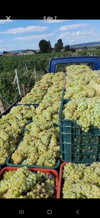 Vând Struguri de vin cu transportul la domiciliu calitate si seriozita