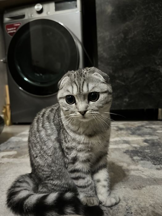 Шиншилла мушукча сотилади