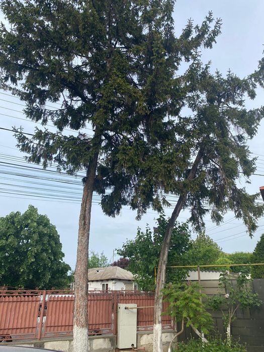 Taiere /toaletare cu alpinisti utilitari /în toate sectoarele din Buc