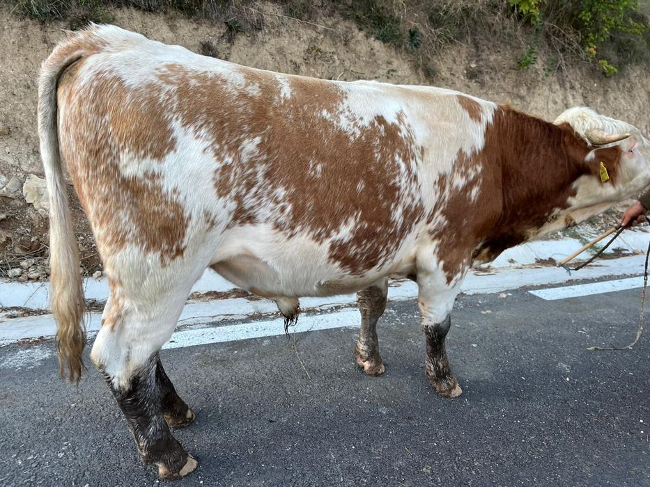 Taur de vanzare frumos