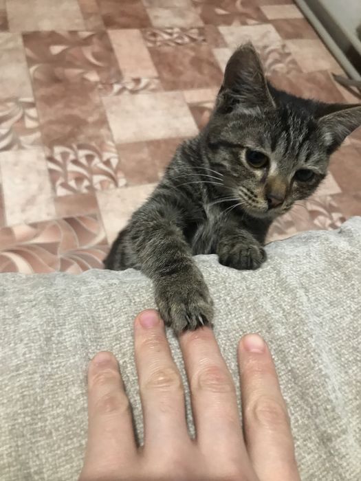Котенок 2 месяца