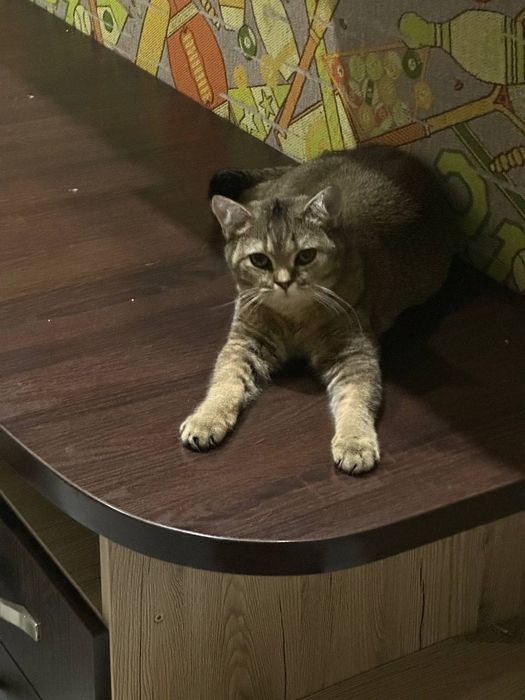 Zolotistiy shinshila tigroviy okras