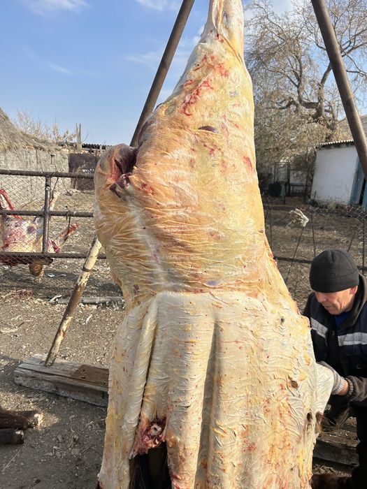 Байтал жабагы согым