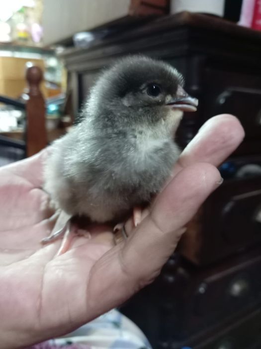 Продам породистых цыплят