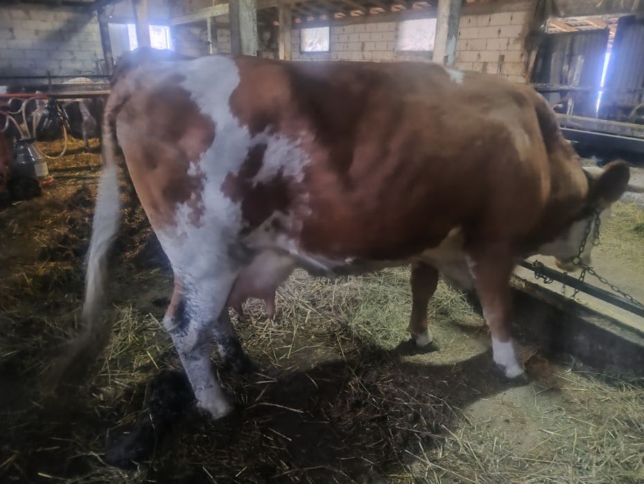 Vând vaca de 4 ani cu lapte