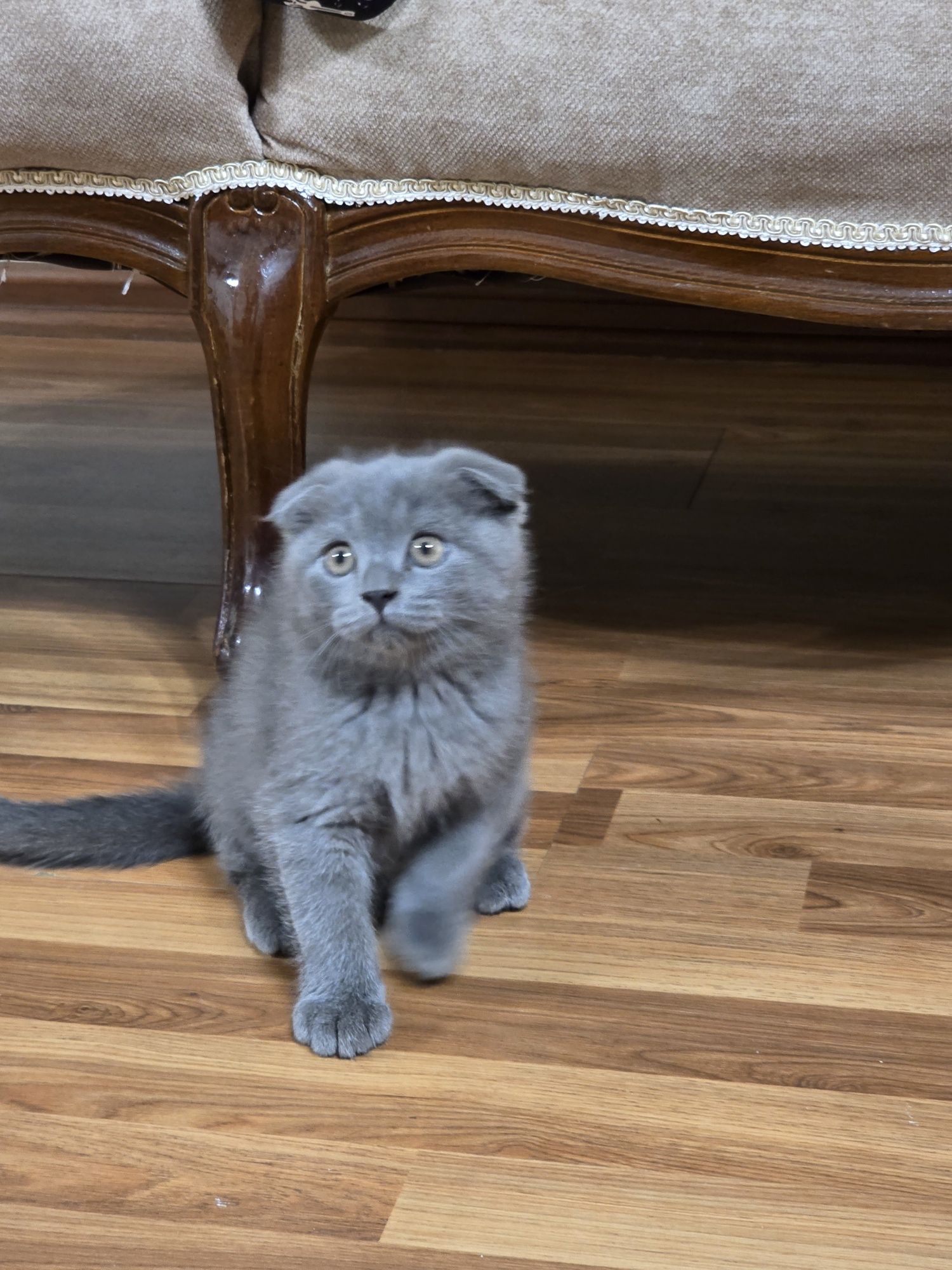 Котенок Скотиш фолд
