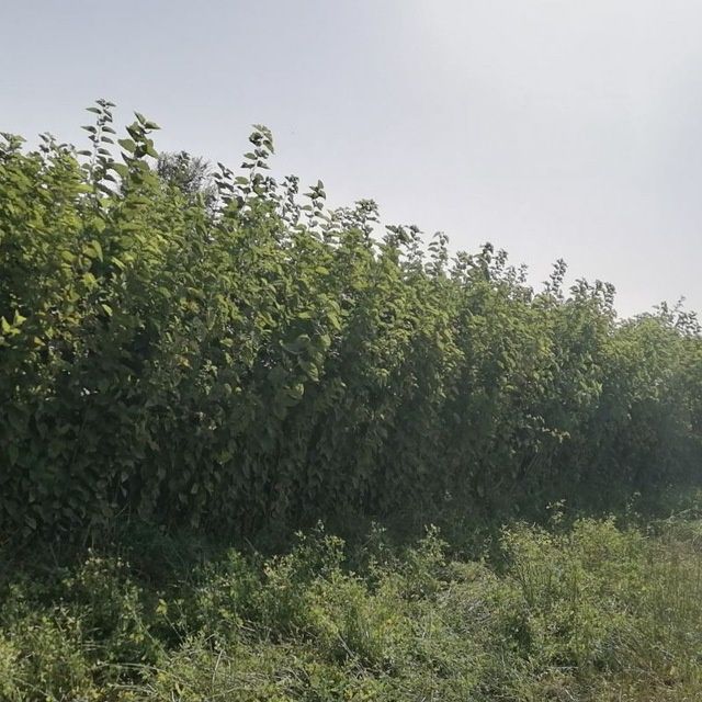 Kòchatlarga 1 yil kafolat