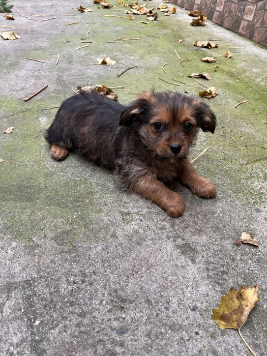 Ofer catei spre donatie, 2 luni, masculi, Ovidiu Constanta