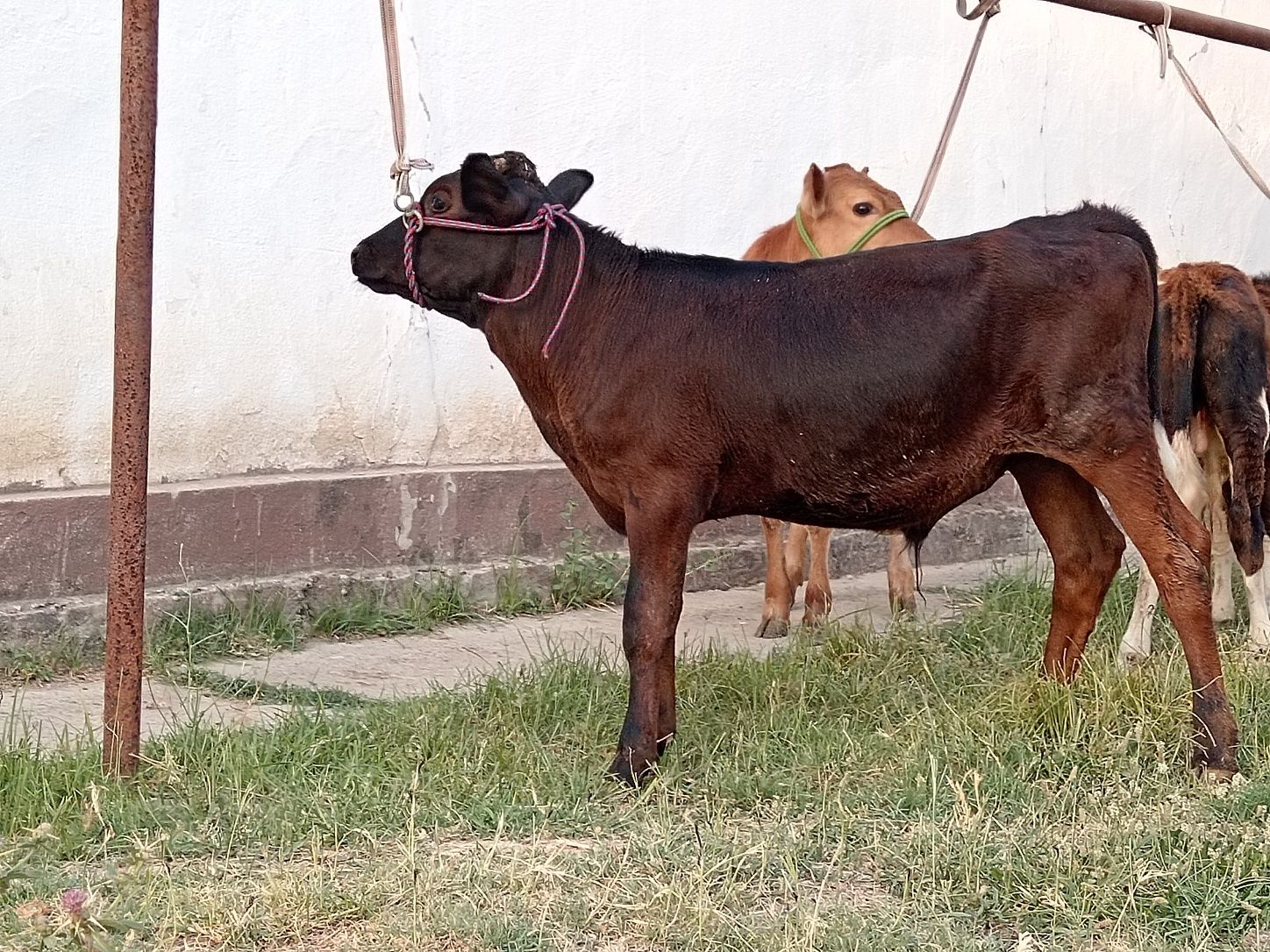 Buqa 2 ta 1 ta gonajn jami 3ta