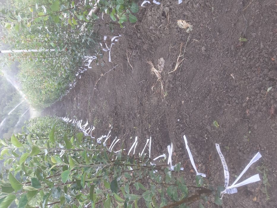 PROMO, la 100 puiet nuc, se oferă 5 puiet gratis-Pepiniera