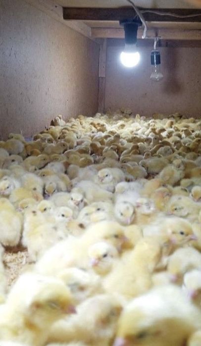 Bedana Texas, белый Техас перепелка бедана техас