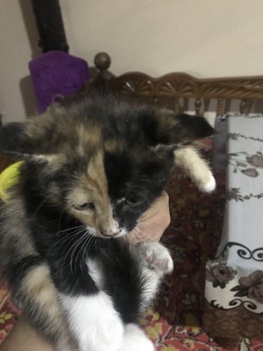 Котята в хорошие руки.