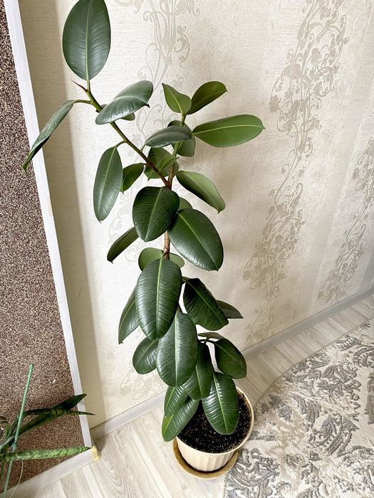 Большой горшок ,свежая земля ,продаже связи занимает нужное место