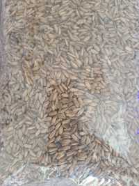 Алтайские семена Расторопши по оптовым ценам , с первых рук