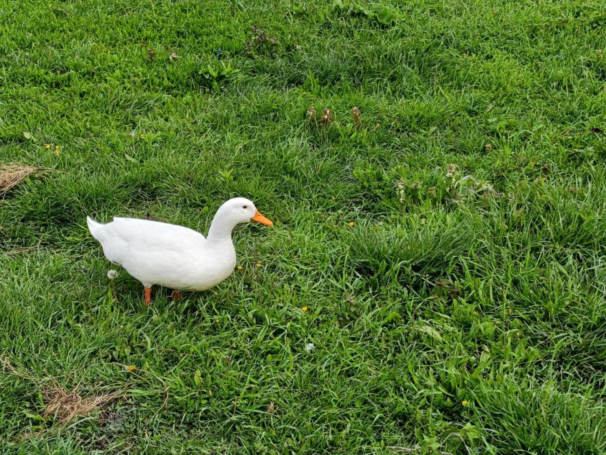oua de incubat rate Pekin