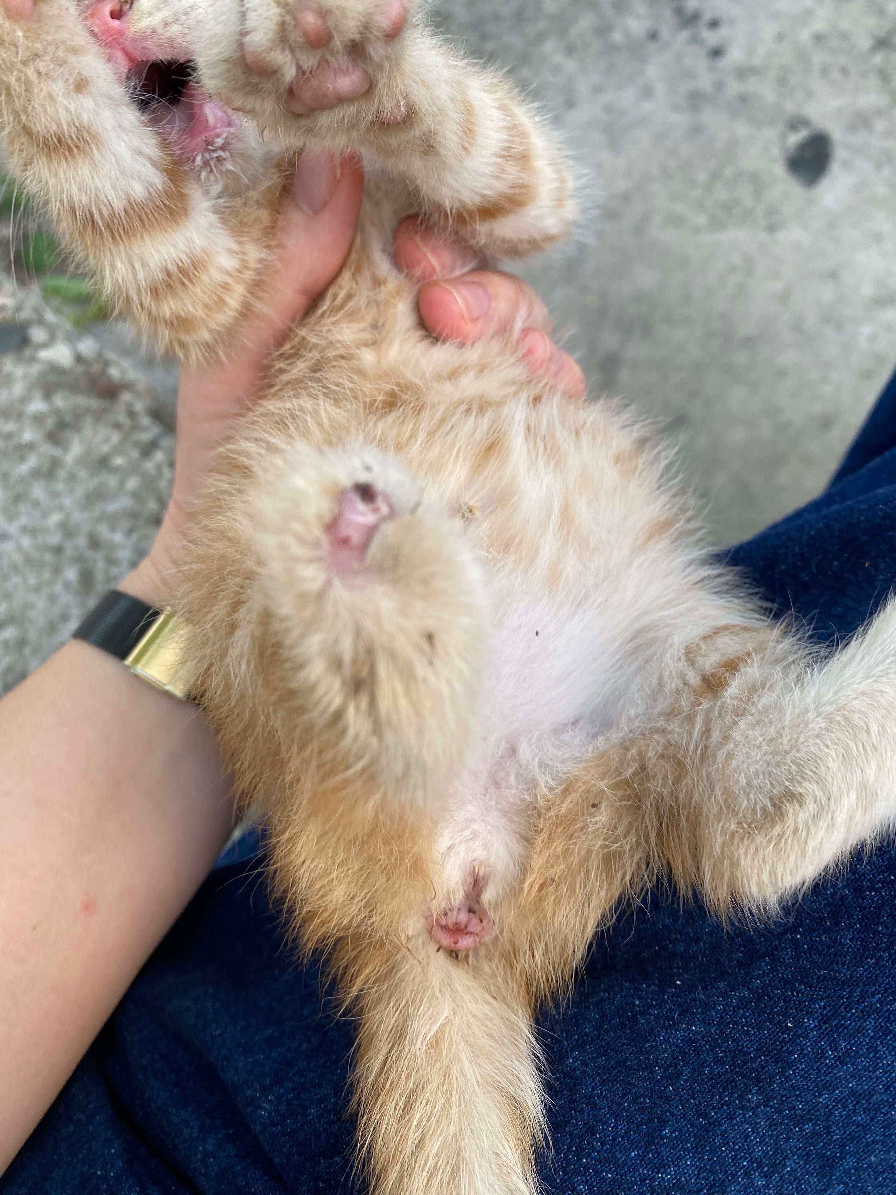 Коте на име Коте търси дом спешно