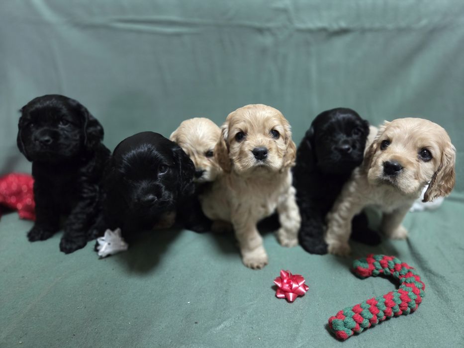 Продавам малки сладки кученца кокер шпаньол