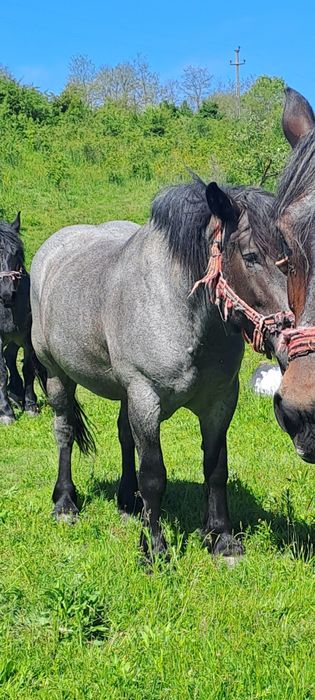 Vând mânză de 3 ani și 2 luni