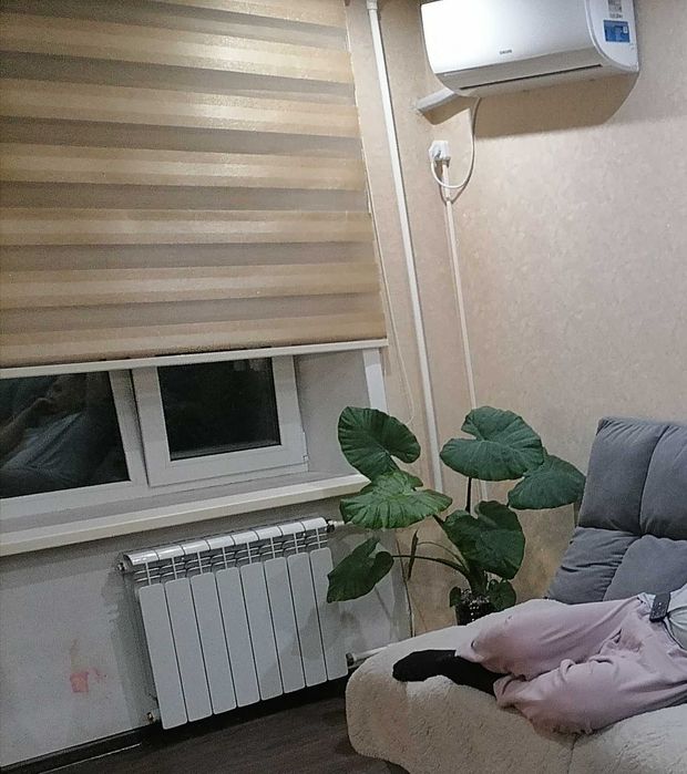 Алоказия одора детка