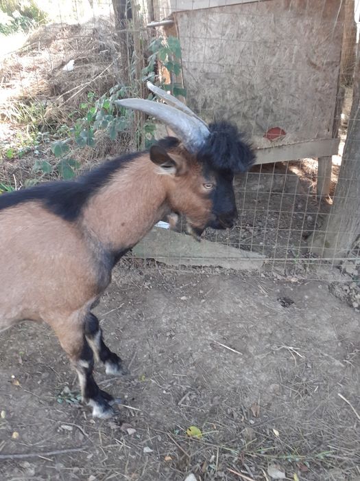 Vand tapisor de 8 luni