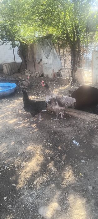 Vând  cocosi australorp de 5 luni  50 lei bucata la 18 km de Slatina