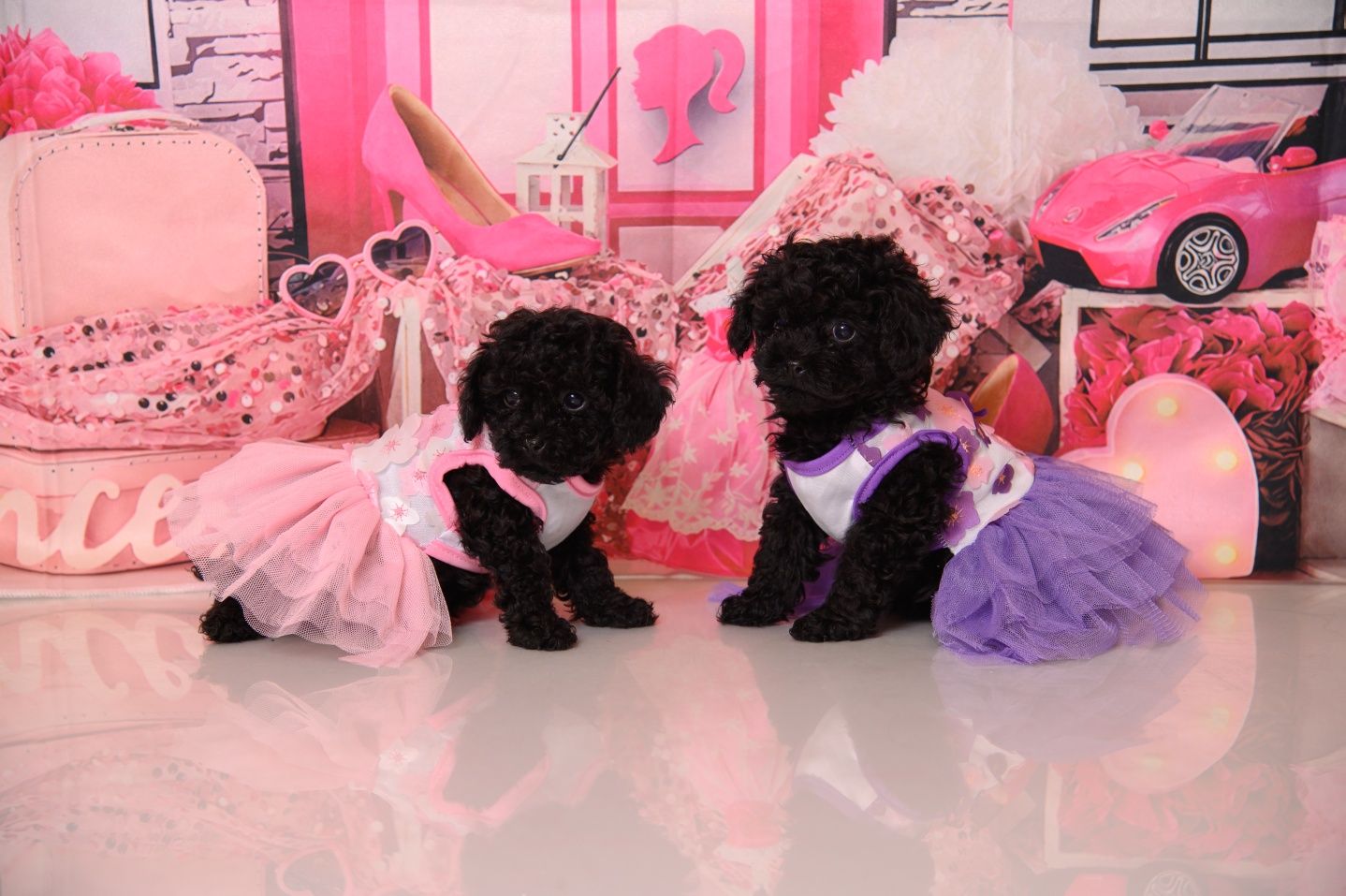 Пудел Той- Poodle Toy