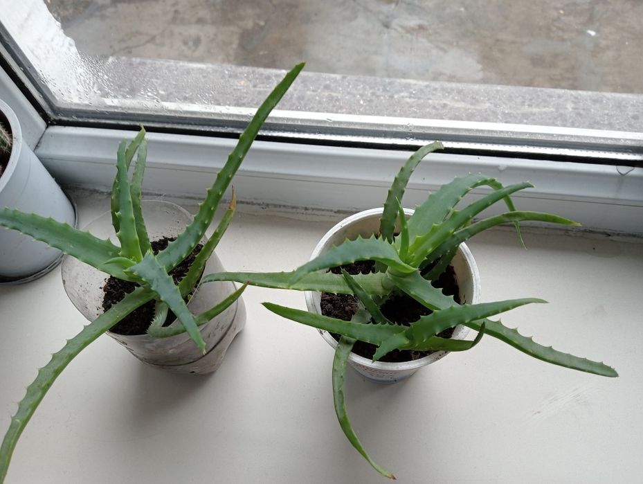 Продам Алой домашний.