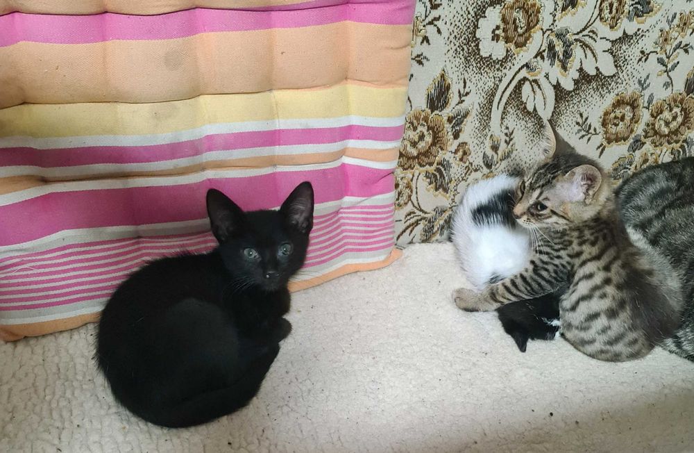 Ofer spre adopție pui de pisica
