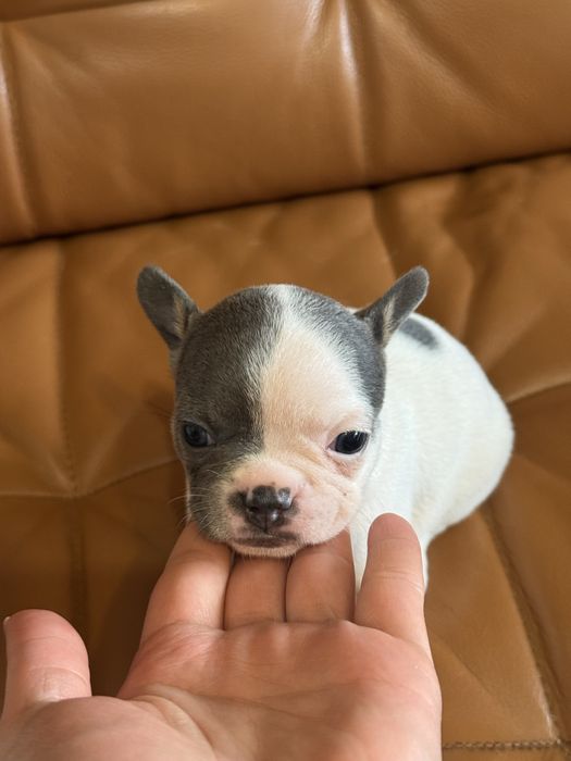 Френски булдог син ген