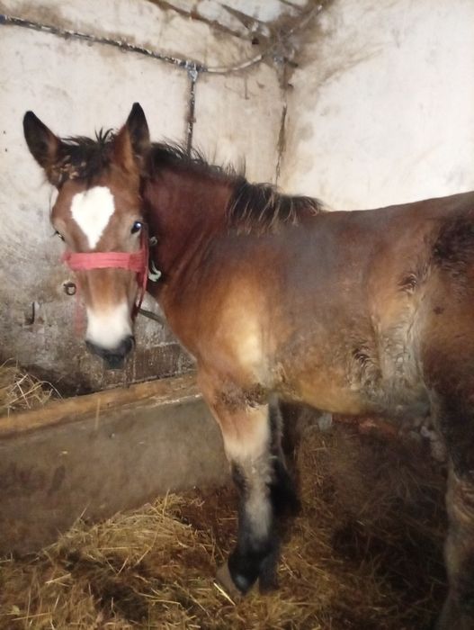 De vânzare iapă cu mînz