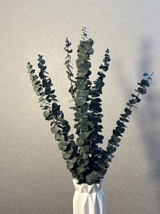 Эвкалипт стабилизированный, букет, цветы, сухоцветы.