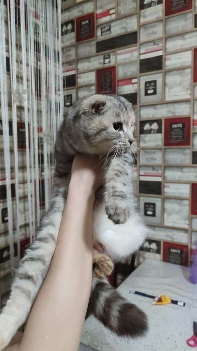 Кошечка красотка ищет себе уютный дом и заботливого хозяина хоз