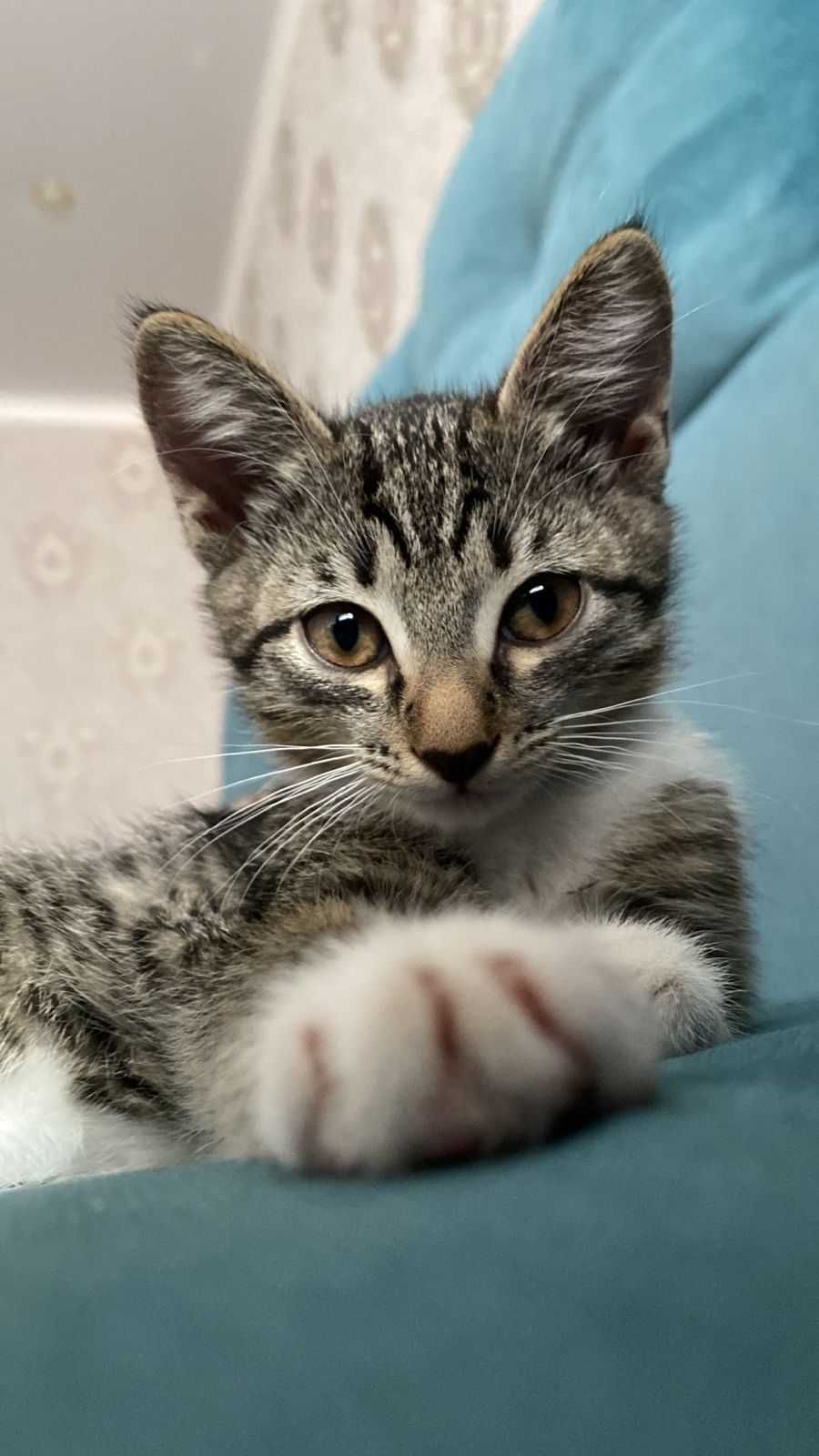 Отдам котёнка 5 месячная